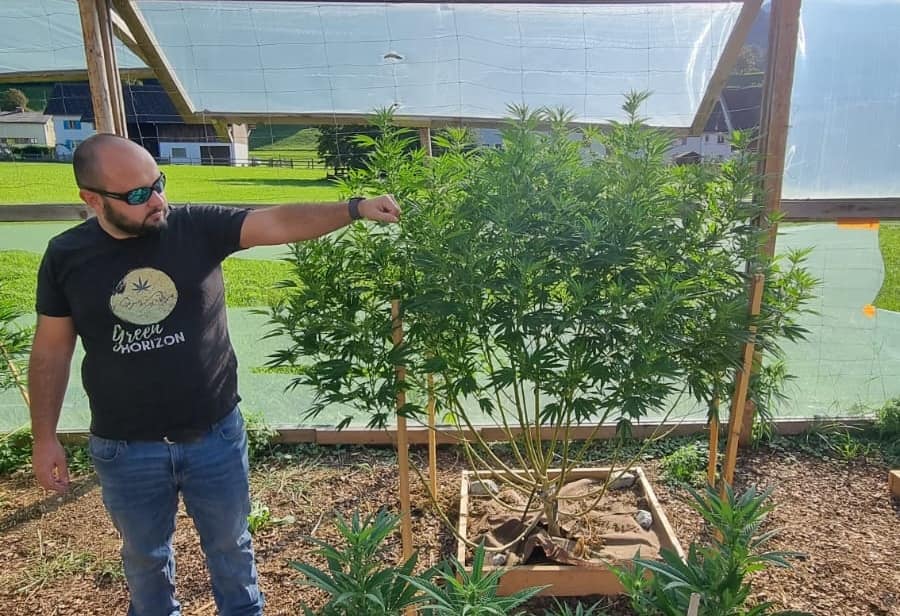 Züchter mit Cannabispflanzen